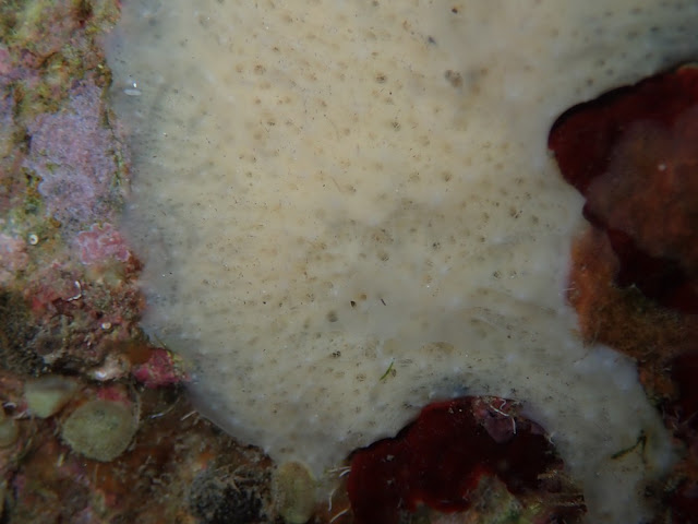 Dysidea fragilis Dysidea fragilis