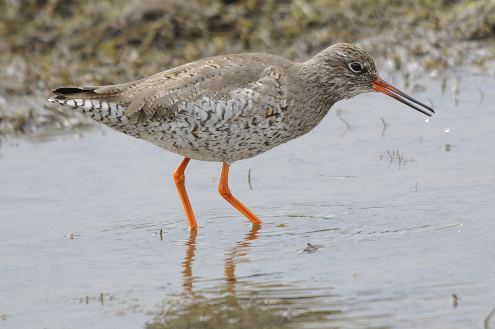 North East Birder Ramlings Local Spotted Redshanks