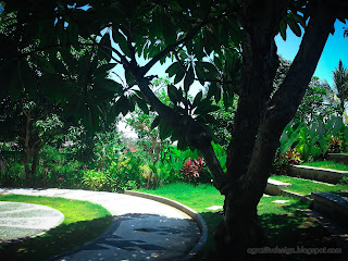 Warm Sunshine On A Sunny Day In The Garden Yard Under Frangipani Tree, Tangguwisia Village, North Bali, Indonesia