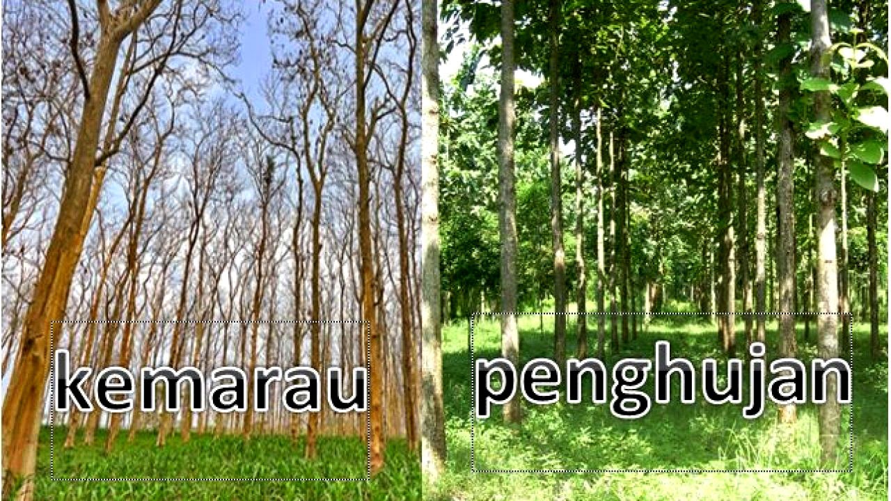 Tujuan Pohon Jati Menggugurkan Daunnya Saat Musim Kemarau Lengkap Materi Belajar