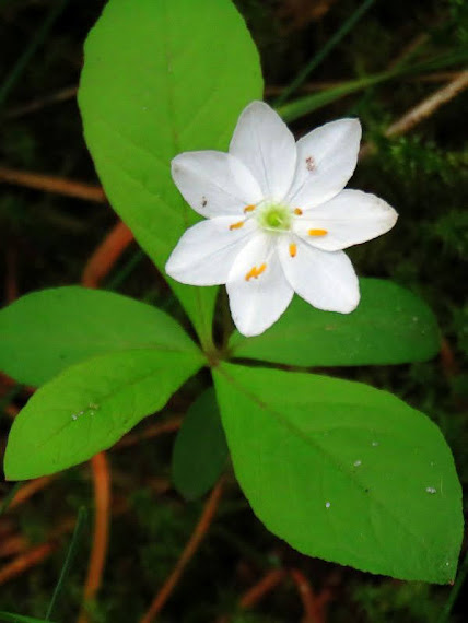 Siódmaczek leśny (Trientalis europaea) siodmaczek