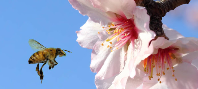 Abelha, o agente natural de polinização das flores da amêndoa