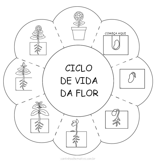 Atividade Do Ciclo De Vida Da Flor Para Imprimir Blog Cantinho