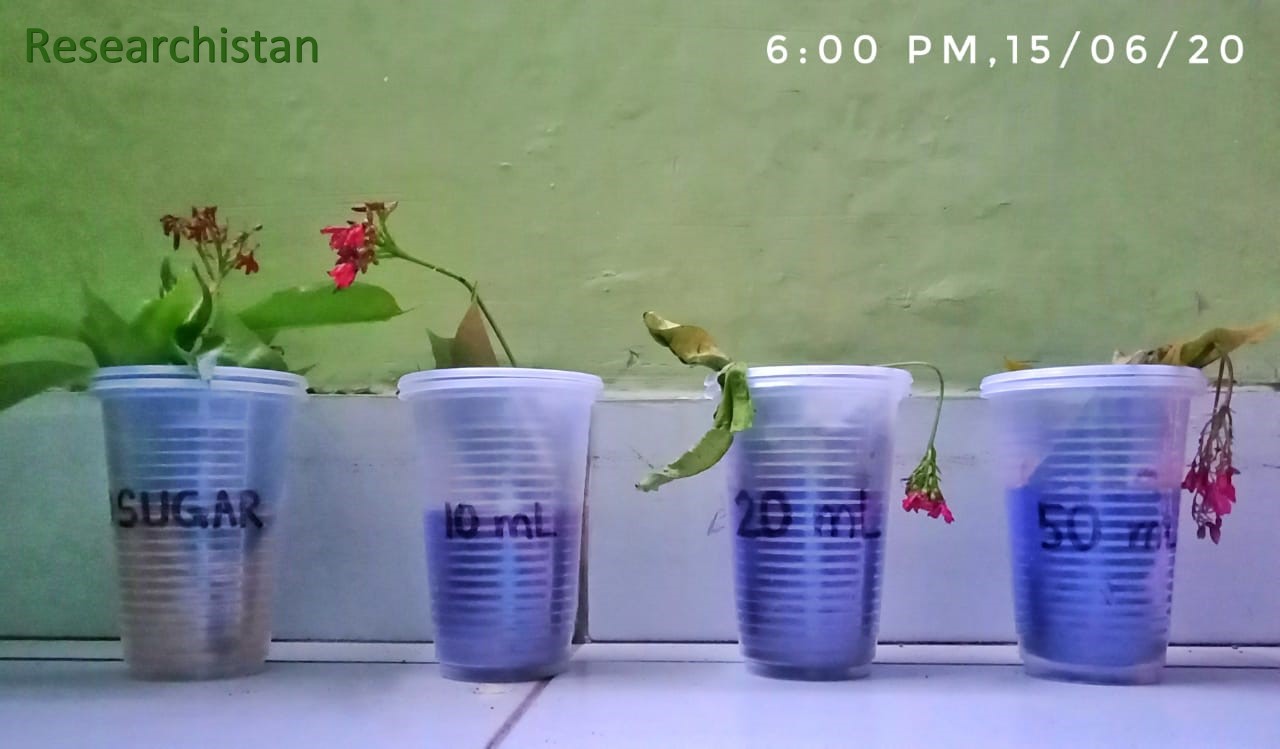 What Effect does Glucose have on Longevity of Cut Flowers