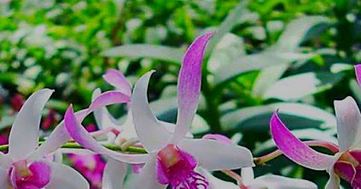  Cara  Menanam Dan Merawat  Bunga Anggrek  Dendrobium  Supaya 
