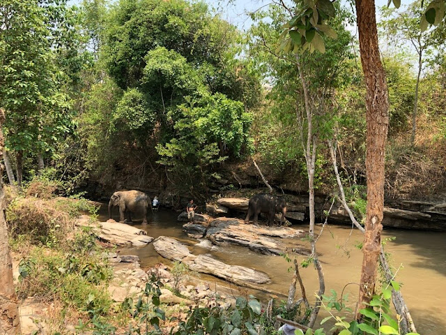 Elephant Jungle Sanctuary - Chiang Mai