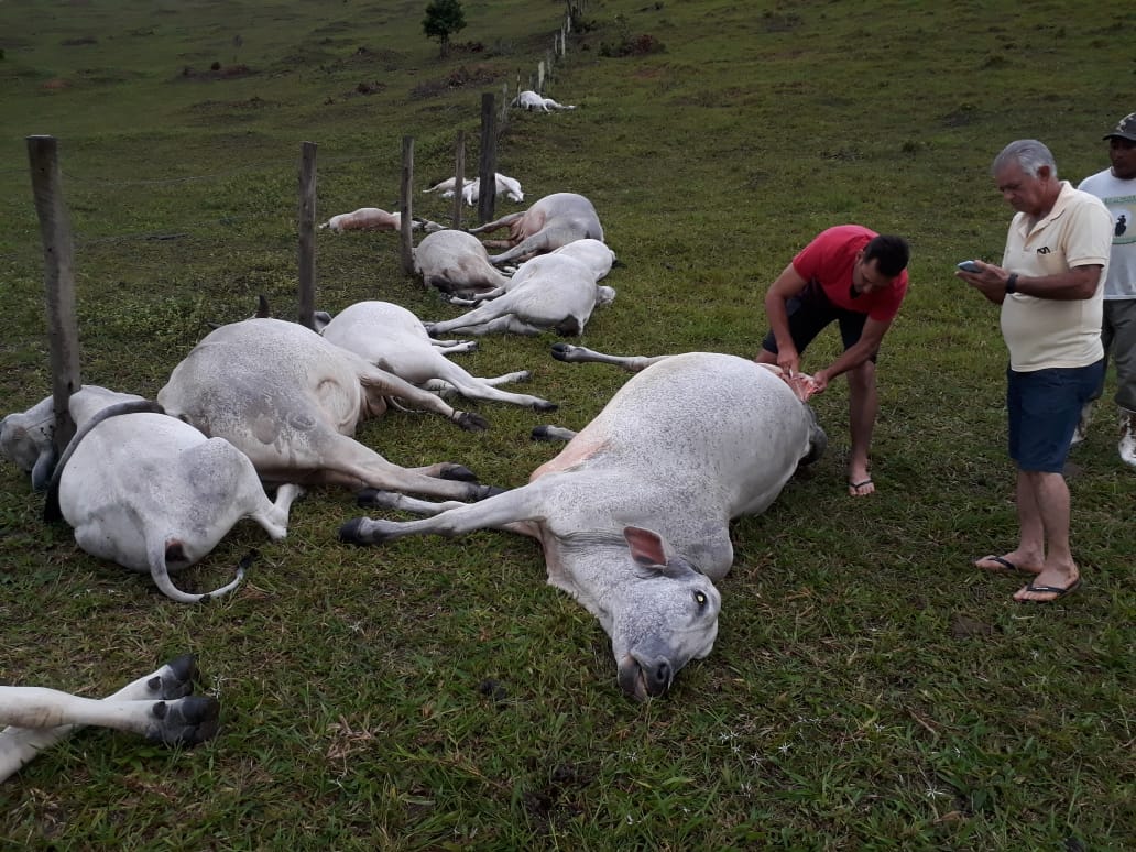 Bahia: Temporal com queda de raio provoca morte de 16 animais em fazenda Bahia: Temporal com queda de raio provoca morte de 16 animais em fazenda