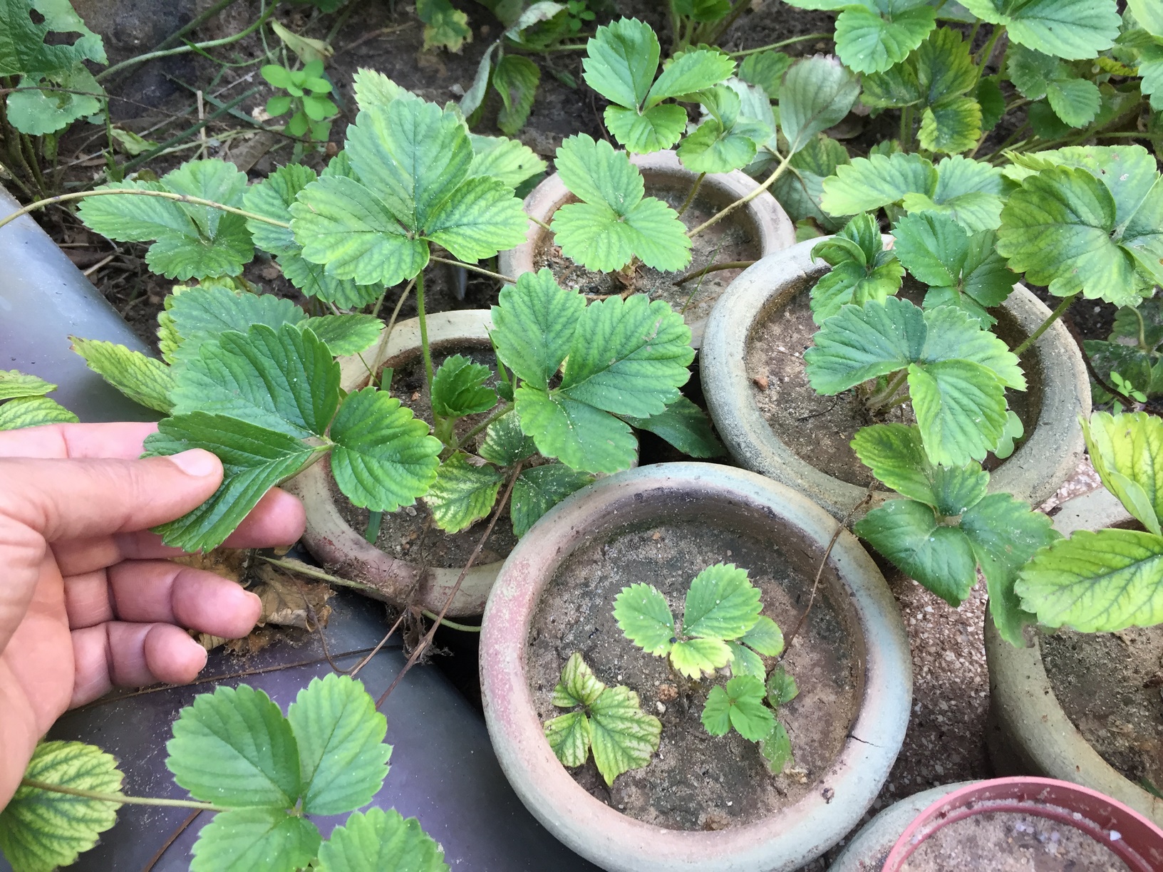 How to Propagate Strawberries from Runners