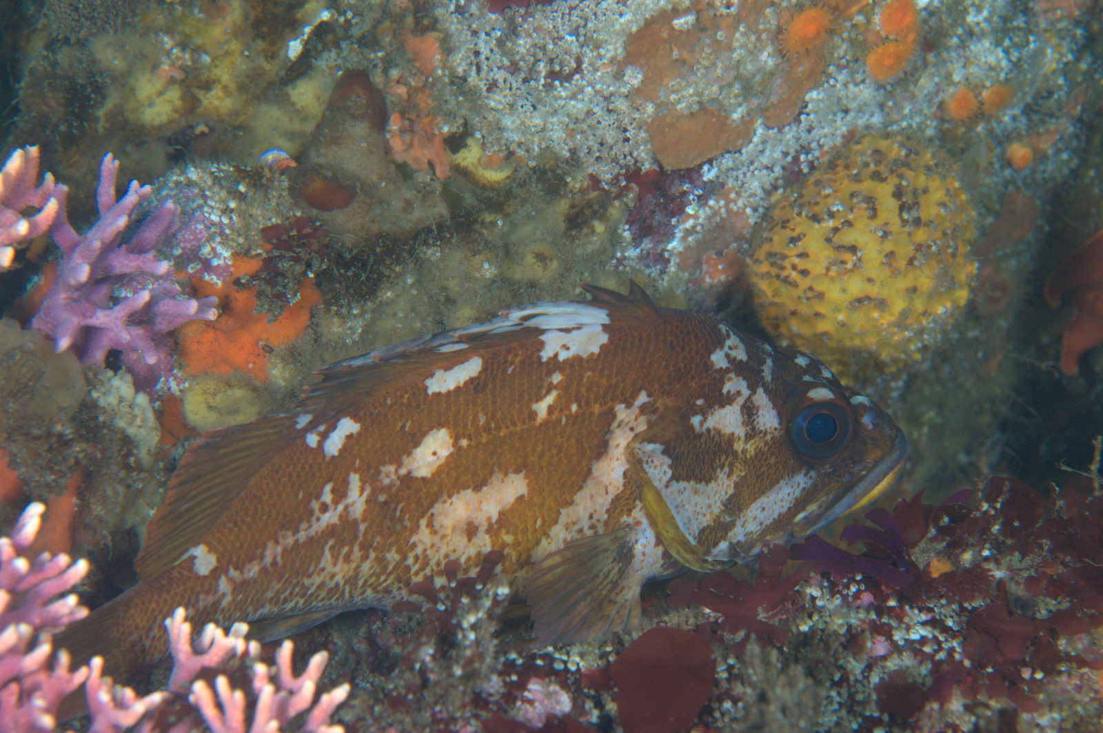 under pressure world Gopher Rockfish Monterey Bay; Carmel, CA
