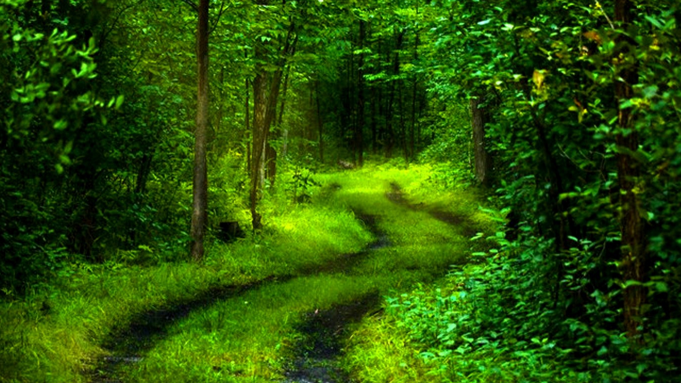 Download this Path Nature Wallpaper picture