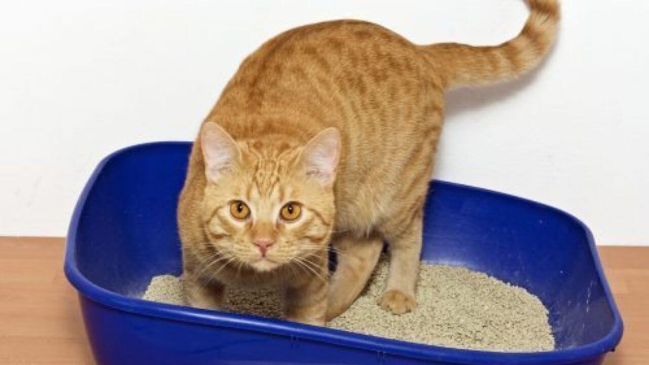 Best Clumping Cat Litter No Dust