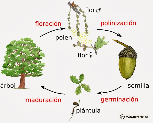 Ciclo biológico o de vida de una planta