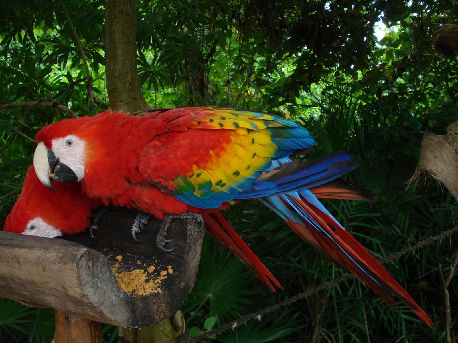 Animales en Peligro de Extinción en Tabasco