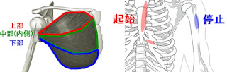 大胸筋のダンベルトレーニング｜上部・内側・下部それぞれの筋トレメニュー解説