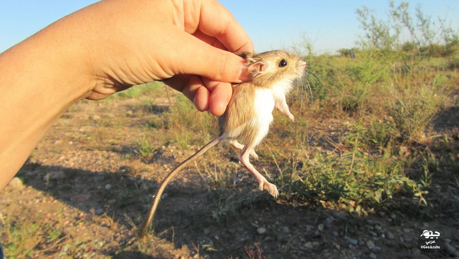  الفأر الجندب الشمالي Kratsep12
