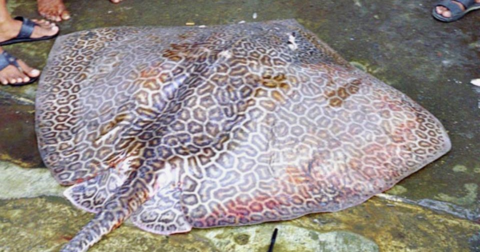 Species New to Science [Ichthyology • 2013] Himantura tutul Fine