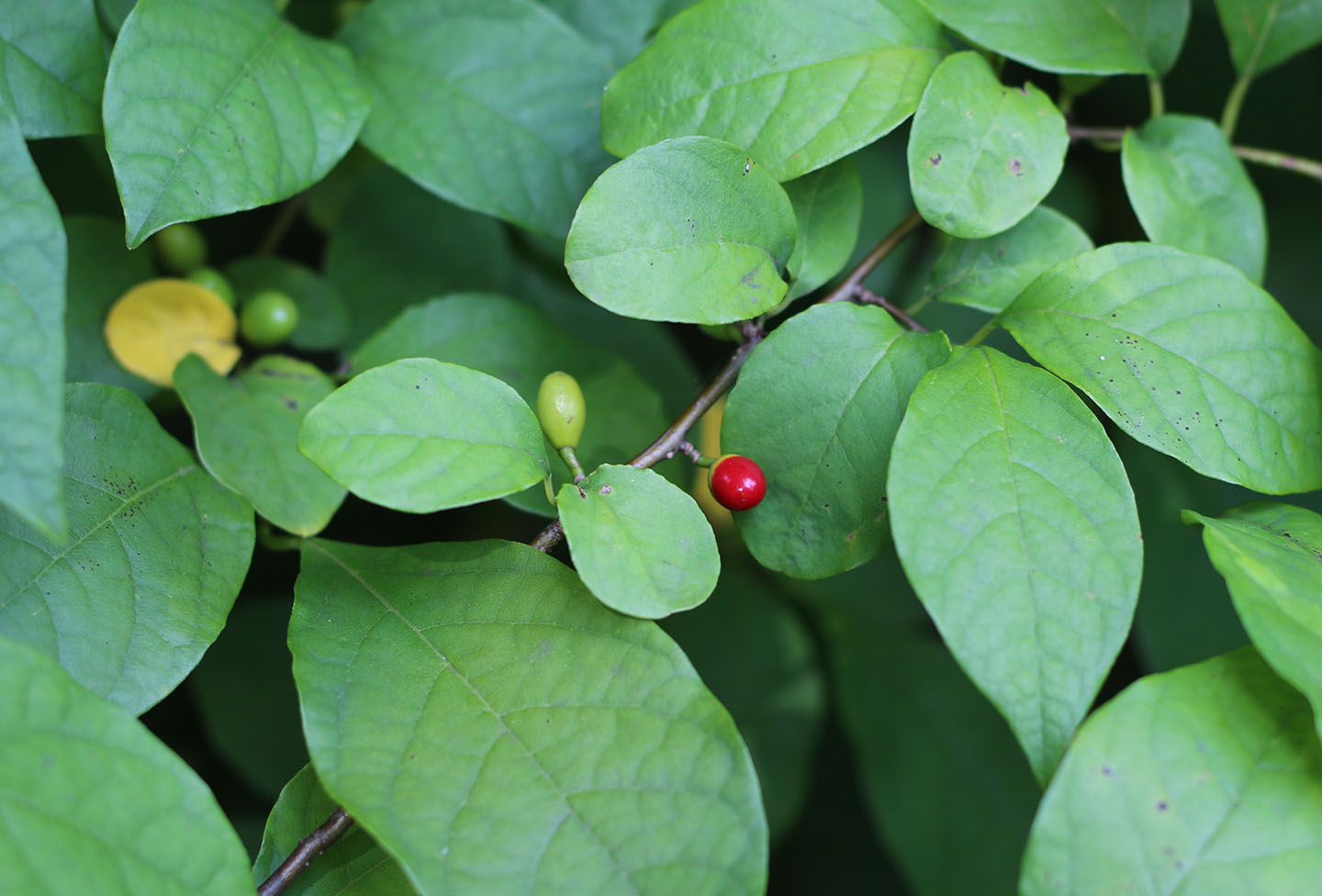 66 Square Feet (The Food) OrangeSpicebush Loaf