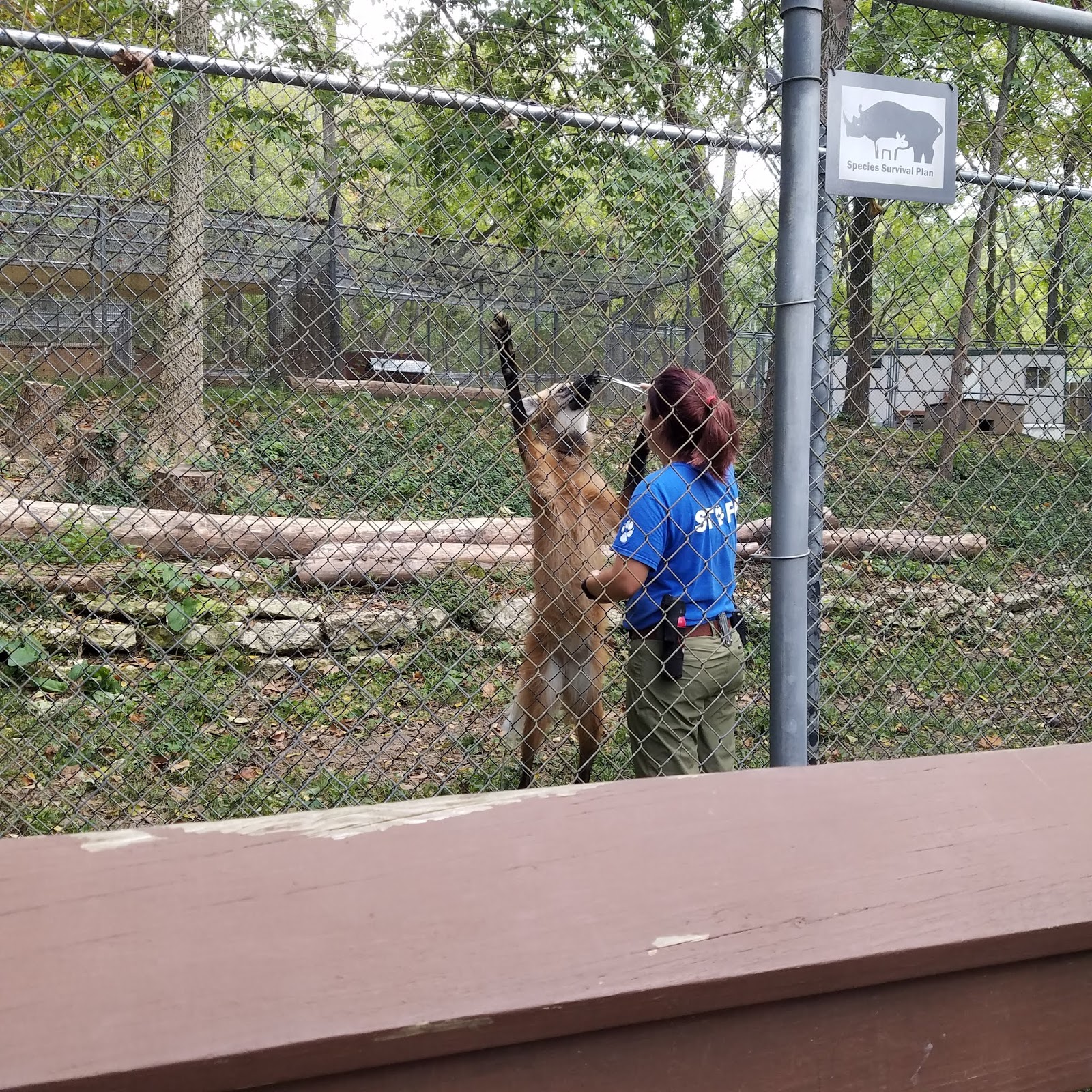 Play St. Louis: Endangered Wolf Center Messy Play, Eureka