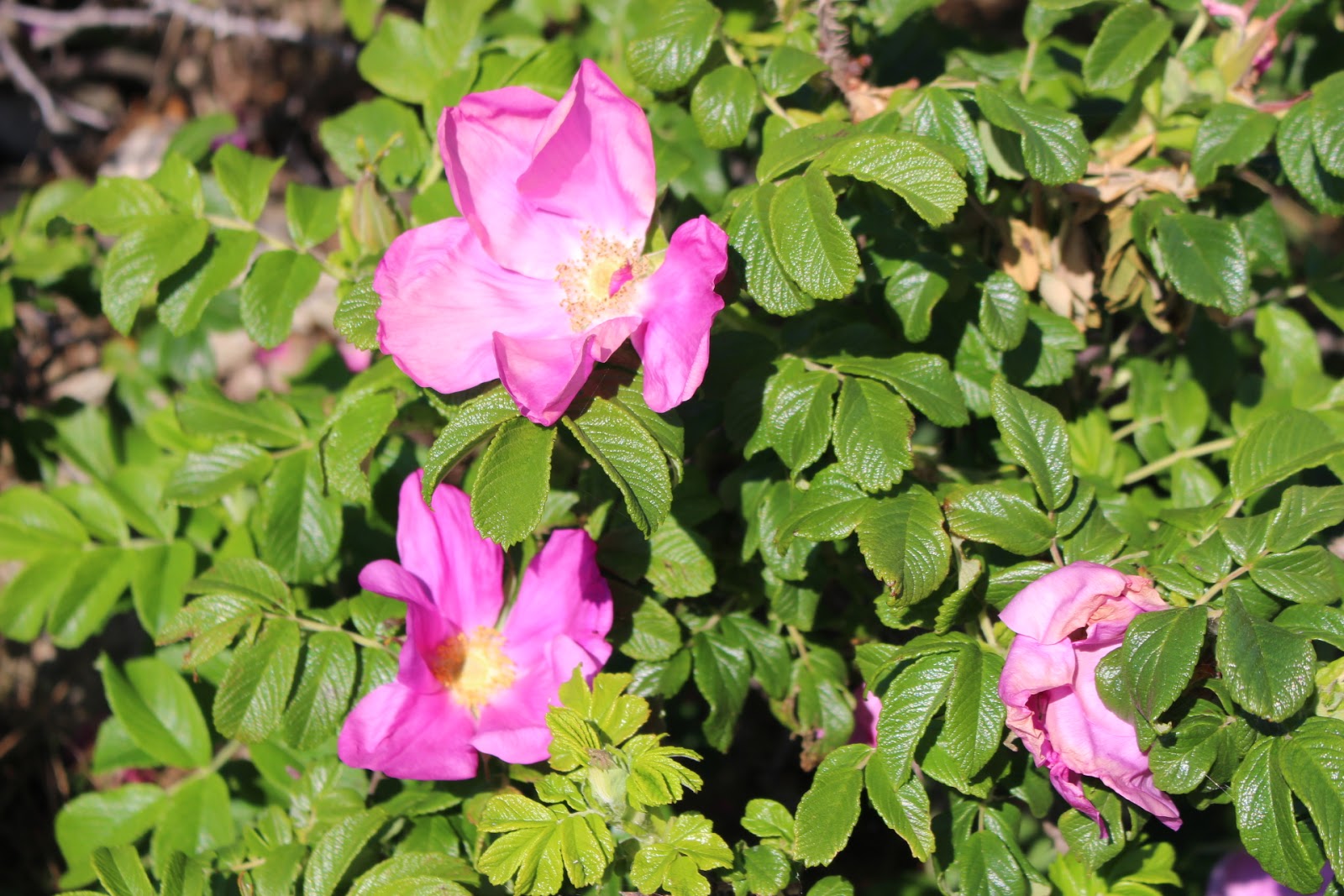 Wild Flowers, Sea Arches and Lighthouses 300 million years in three miles at Whitburn