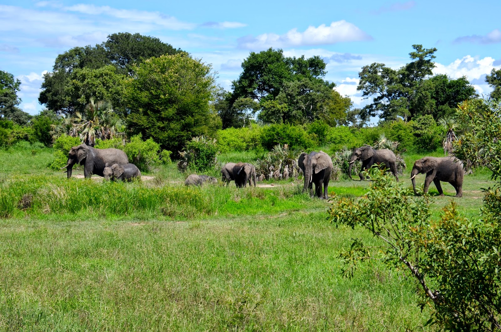 elephant family in kruger national park