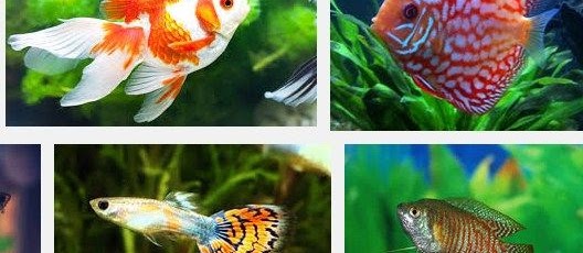 Jenis Ikan Hias Aquarium Terlengkap yang Mudah Dipelihara