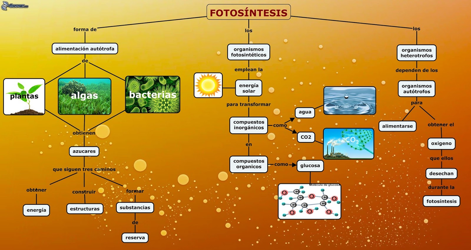 La fotosíntesis para que sirve