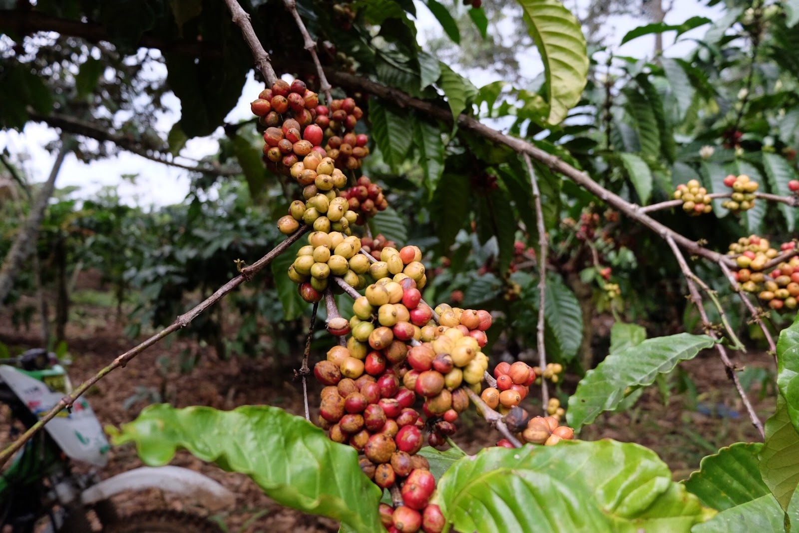 Perkebunan Kopi Tanjungsari, Kabupaten Bogor | Foto: Evi Sri Rezeki