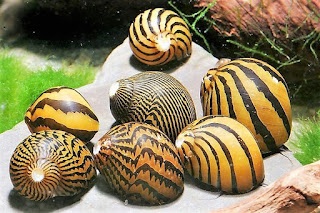 caracol cebra