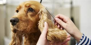 How to groom dogs properly