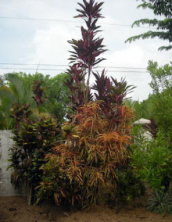 Tropical plants, La Ceiba, Honduras