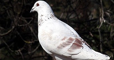 41 Gambar Animasi Hewan Merpati Paling Populer