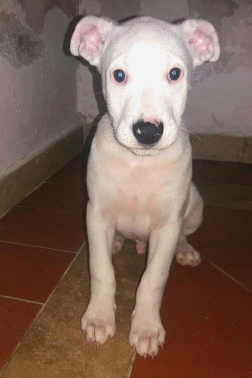 CUOREDICANE CUCCIOLI MOLOSSOIDI, MIX DOGO ARGENTINO BOXER, CERCANO CASA URGENTEMENTE PROV. ROMA