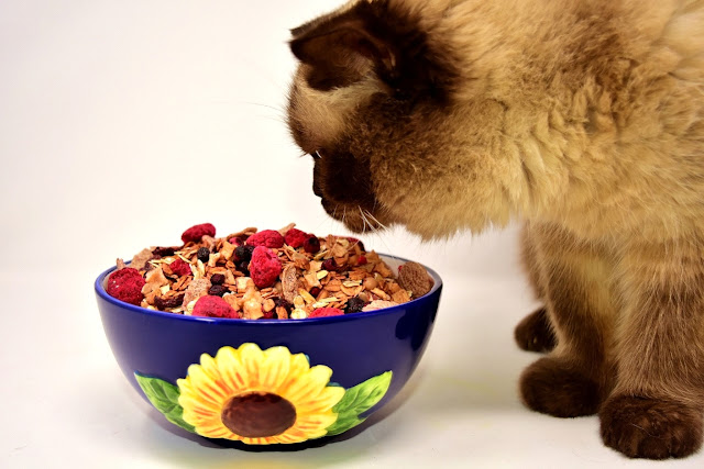 Best Dry Foods for A Cat Best Dry Foods for A Cat