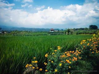 Beautiful Agricultural Scenery With Marigold Plat Flowers Blooming Along Side The Rice Fields Ringdikit North Bali Indonesia