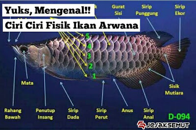 ciri ciri fisik ikan arwana