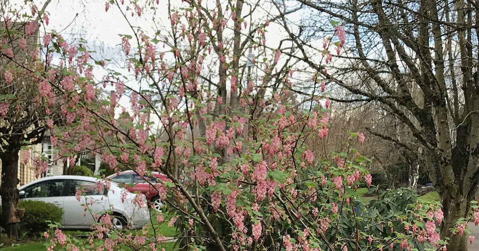 365 Caws Red Flowering Currant