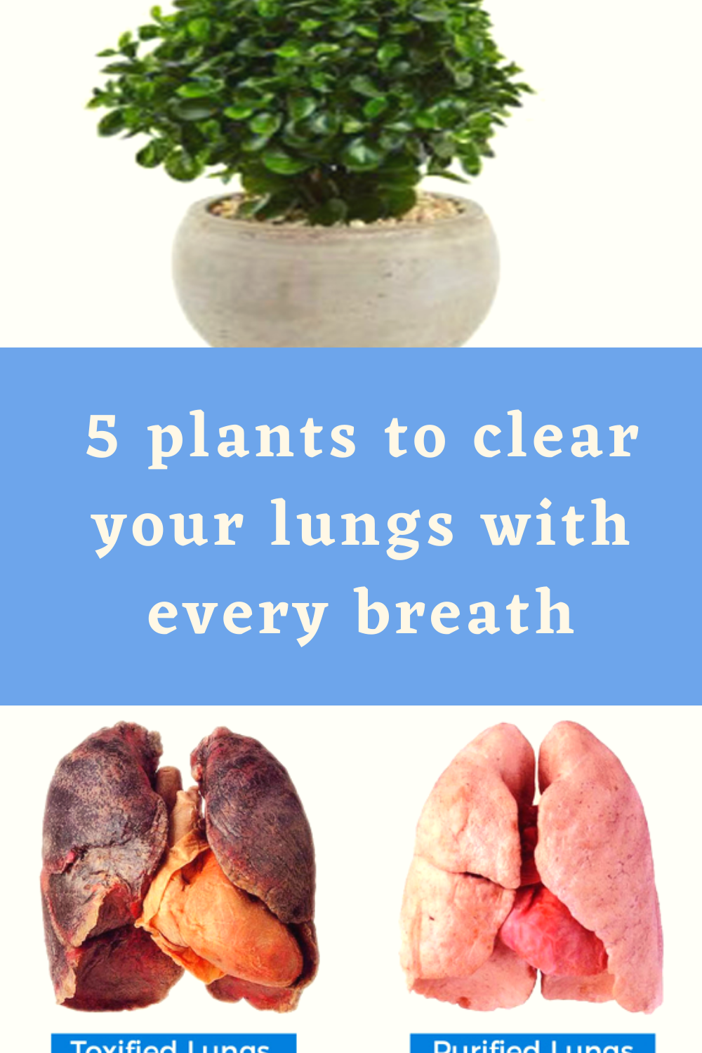 5 plants to clear your lungs with every breath