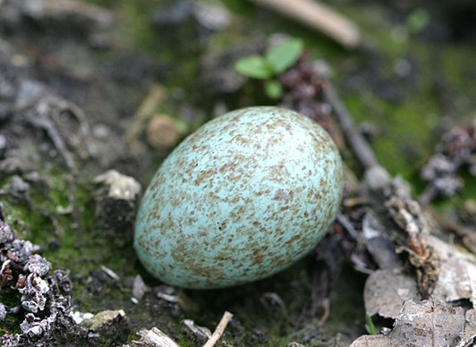 Wardianzaak passage contact Vogels in de Oranjepolder (en soms ver daarbuiten): Een ei hoort erbij,  deel III