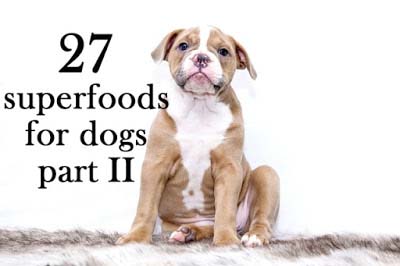 27 superfoods for dogs