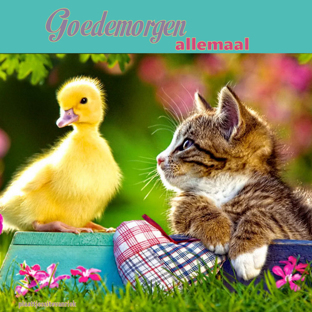 Plaatjessitevanriek Goede allemaal