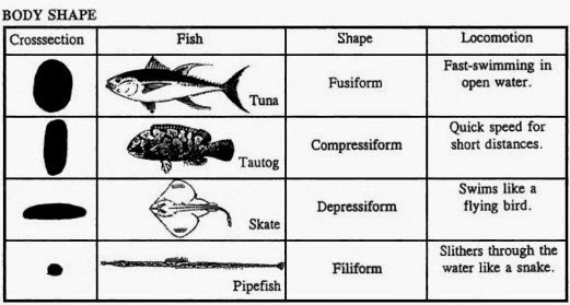 Body image essay topics image