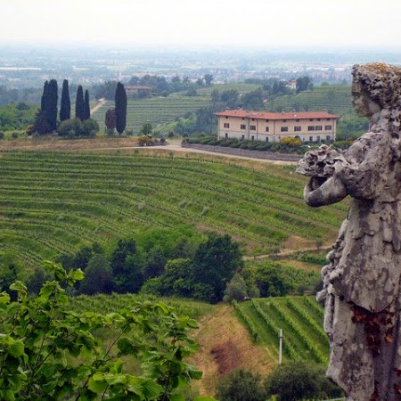 A vineyard in Asti