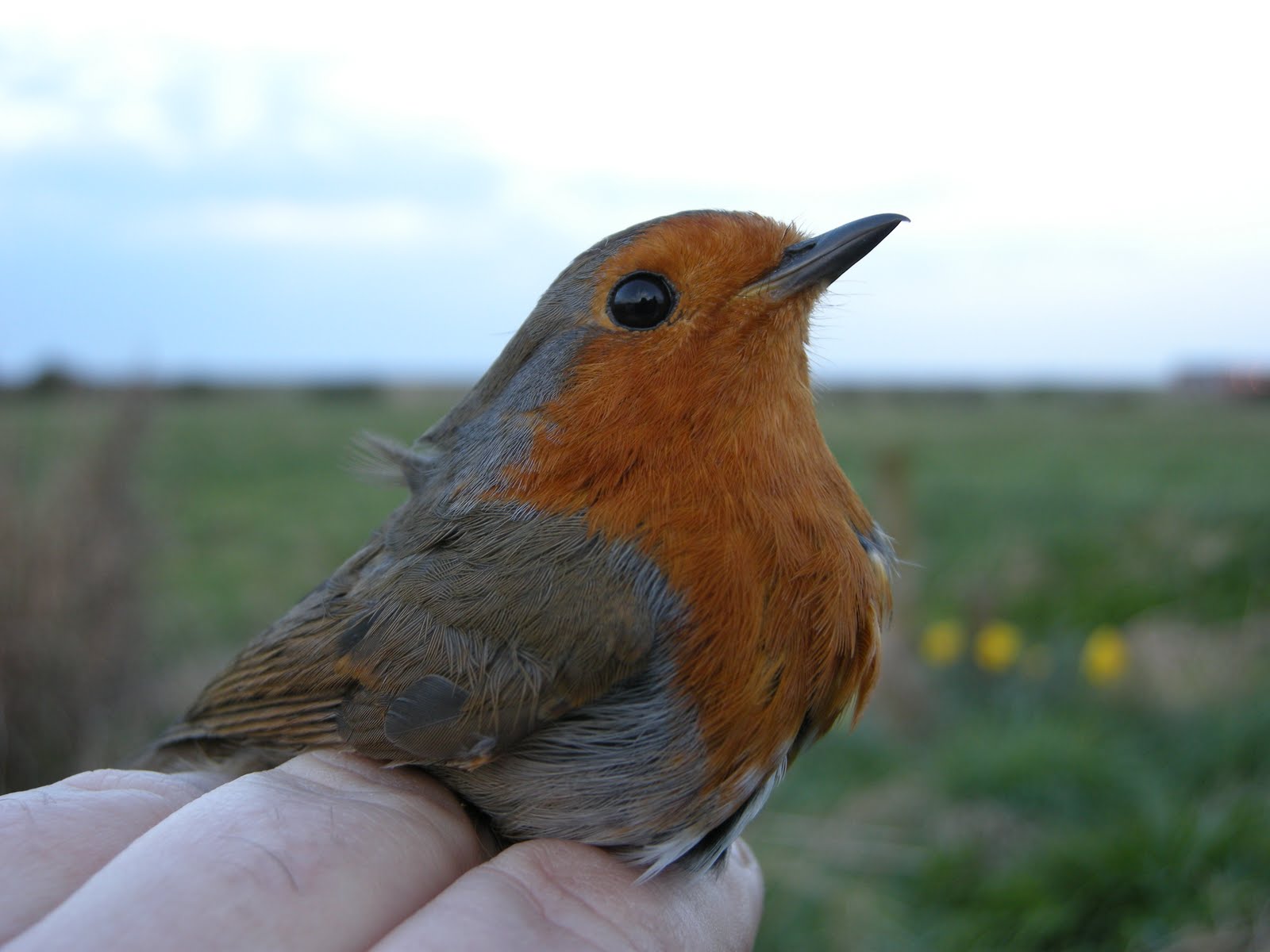 The Hairy Birder: More Lessers