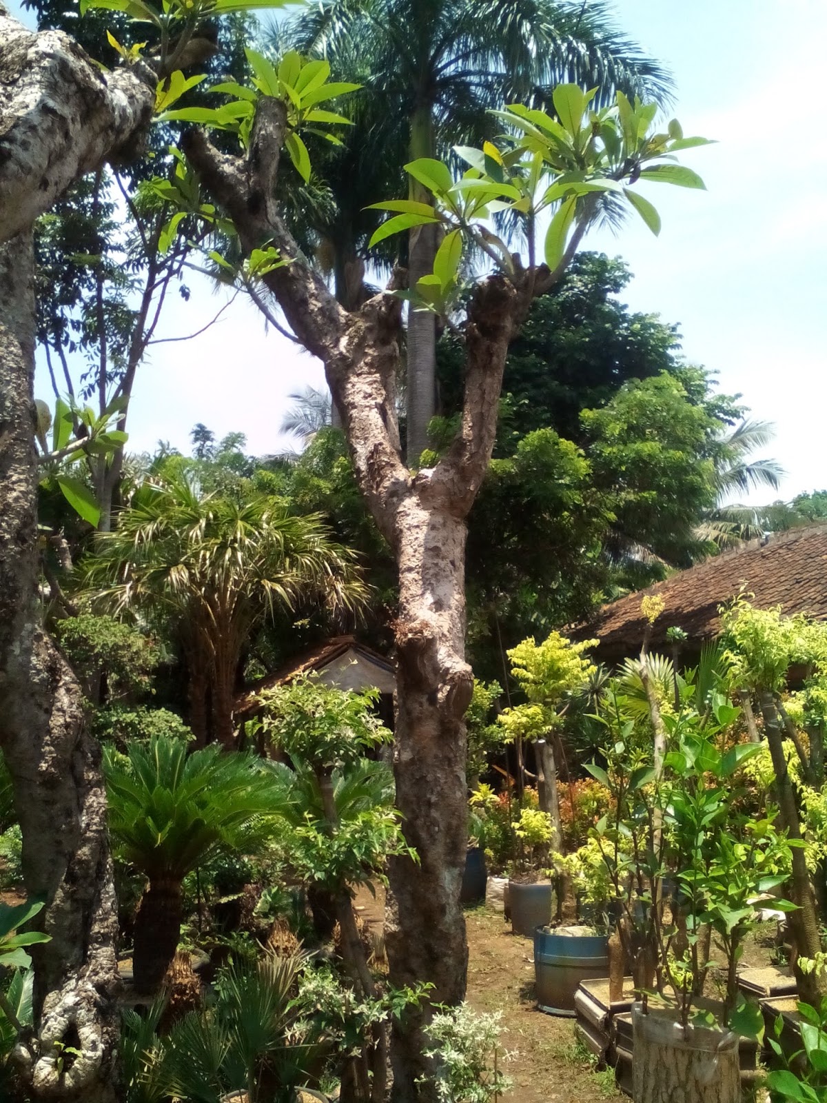 Baru 27+ Beda Kamboja Bali Dan Kamboja Kuburan