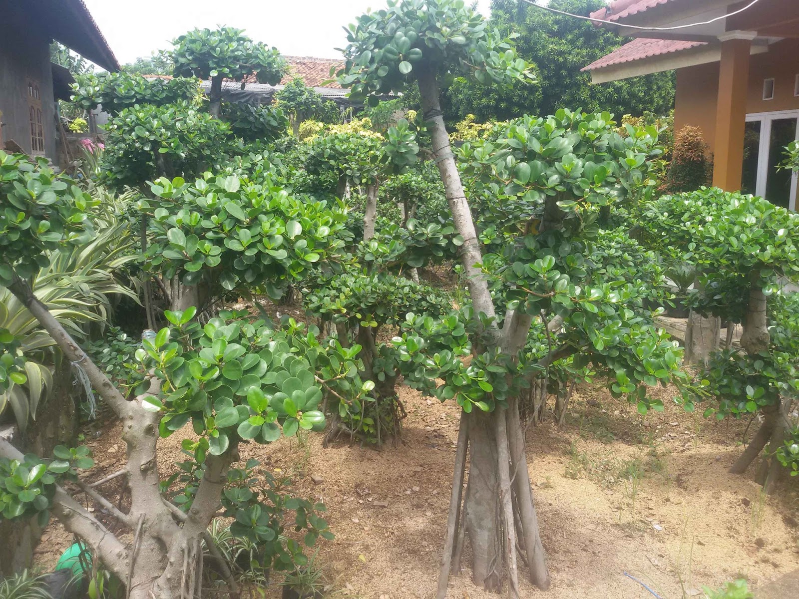 JUAL BONSAI BERINGIN KOREA BERBAGAI UKURAN JUAL BERINGIN KOREA