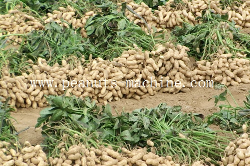 How To Pick Peanuts Peanuts Machine how-to-pick-peanuts-peanuts-machine