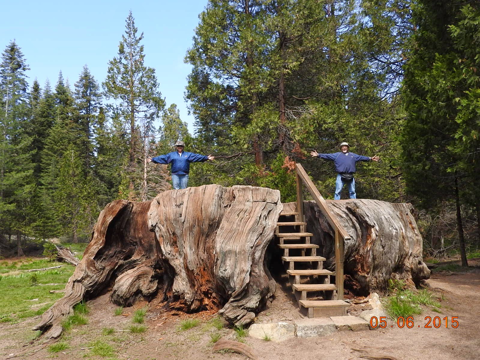 Texas Gypsies The Big Stump of the Mark Twain tree and other Sequoia
