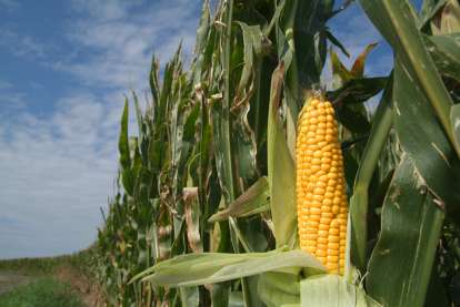 KHETI BARI: Is maize the new wonder crop after wheat and rice