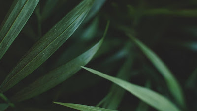 HD wallpaper sheets, plant, macro HD wallpaper sheets, plant, macro