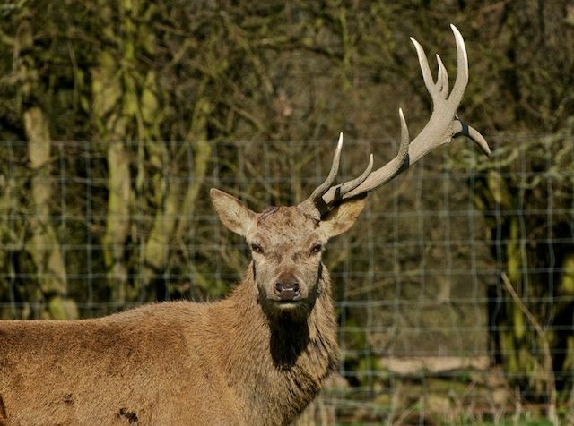 british-wildlife-centre-keeper-s-blog-what-do-you-call-a-deer-with